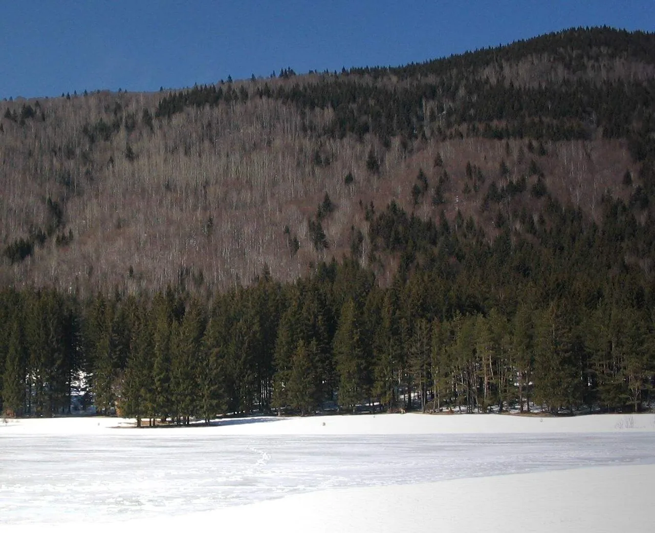 A forested slope with firs in front of it, above the white surface of the frozen lake.