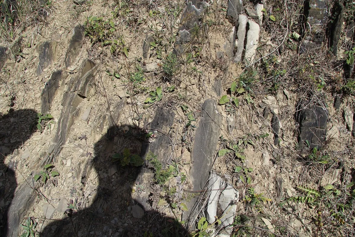 Straturi de fliș înclinate aproape vertical, cu argile între ele, pe un versant.