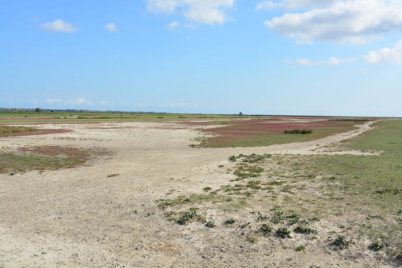 O câmpie sărăturoasă și plată din Delta Dunării, traversată de urme largi de nisip și pământ care țin locul unui drum, cu pete de vegetație roșiatică de o parte și de alta.