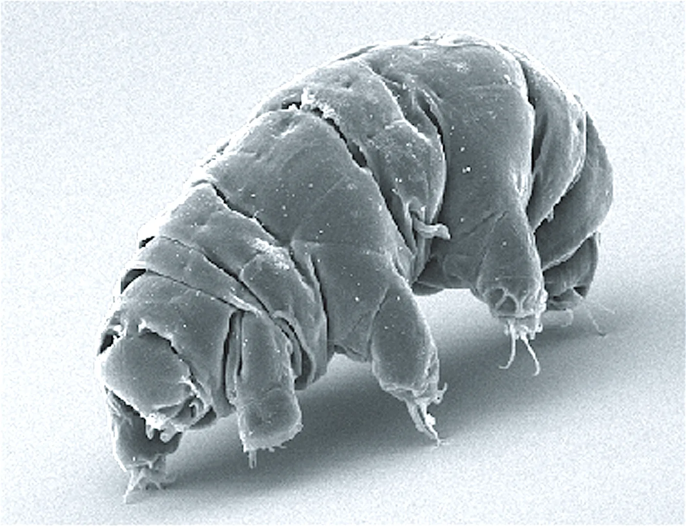 Imagine în tonuri de gri, la microscopul electronic: un tardigrad bondoc, cu opt picioare scurte cu gheare și pielea zbârcită.