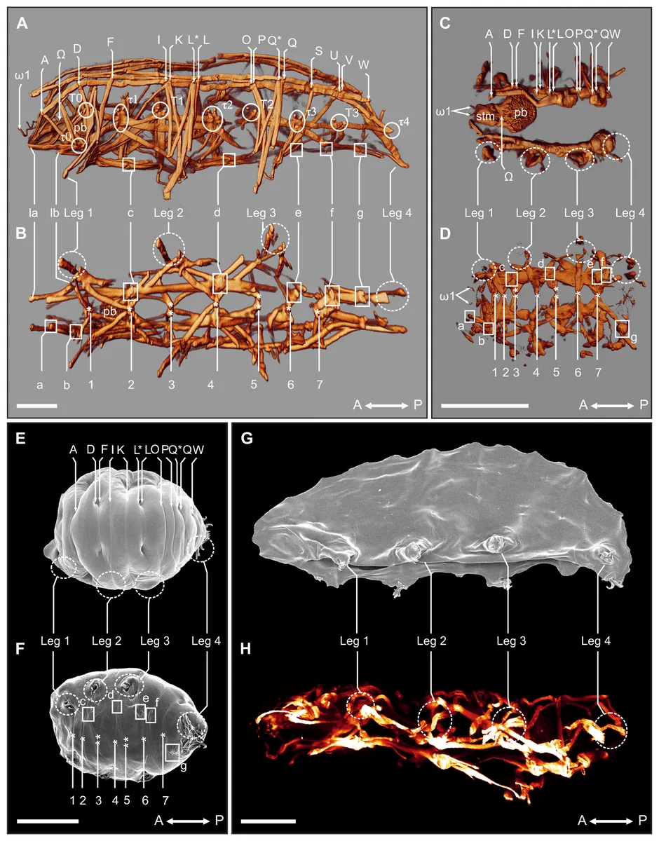 Trei imagini la microscop care arată mușchii unui urs de apă strângându-se pe măsură ce animalul se usucă și devine butoi.