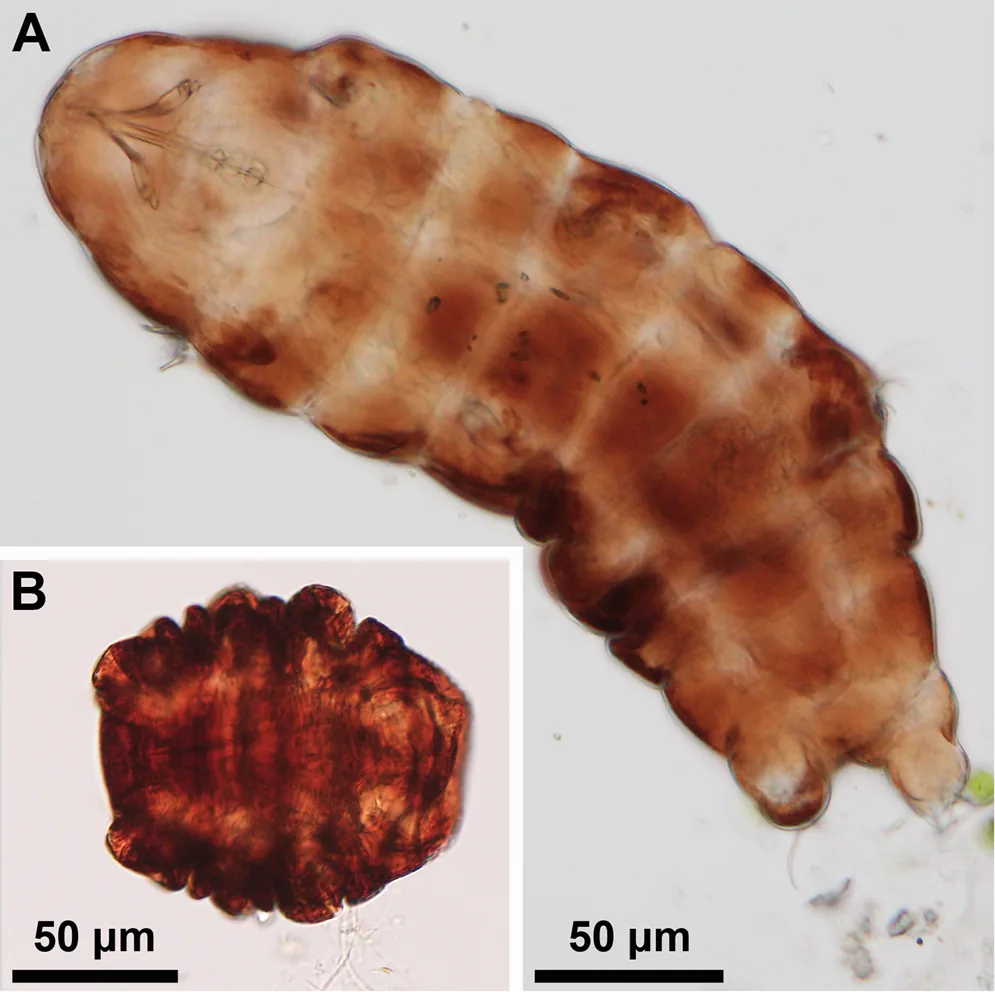 Două imagini la microscopul optic: un tardigrad alungit și activ, lângă unul strâns ghem, în formă de butoi.