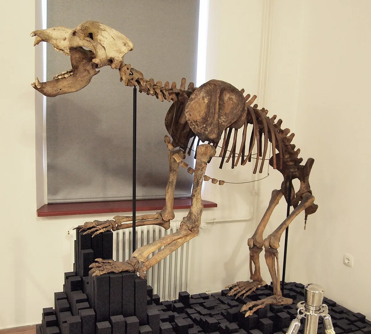 A cave bear skeleton rearing on two legs, forepaws resting on a black support.