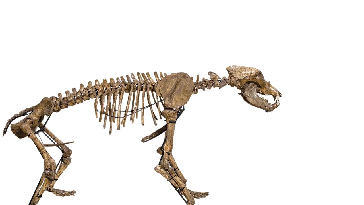 A mounted cave bear skeleton in a museum: a massive animal on all fours, with a large skull and a steep forehead.