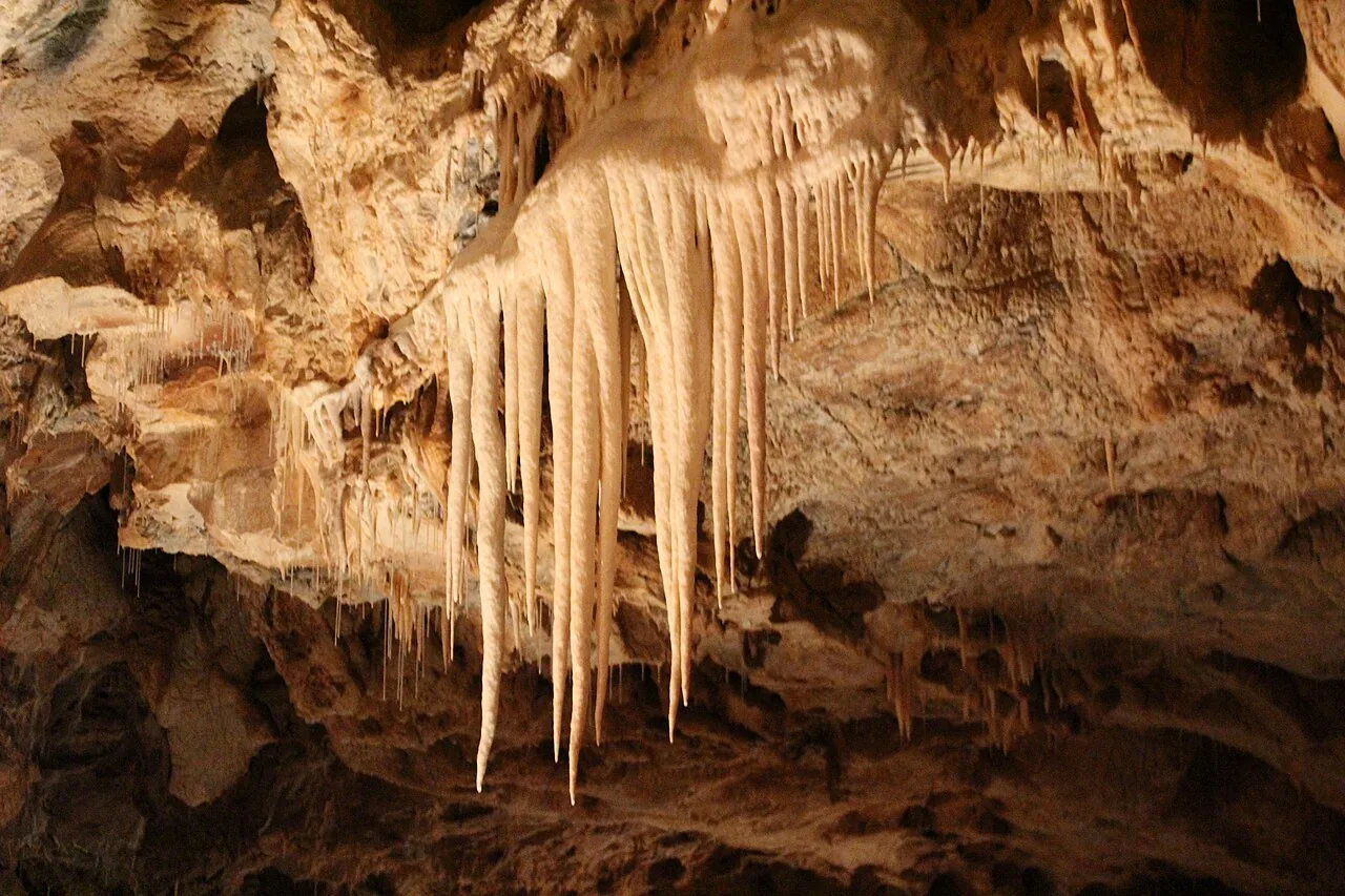 Stalactite lungi și subțiri atârnând din tavanul Peșterii Urșilor.
