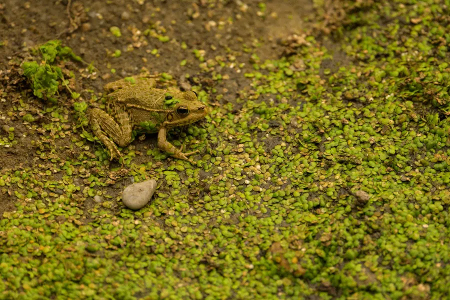 A green-brown frog on a carpet of duckweed.