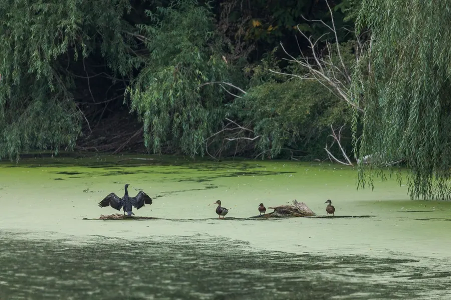 A cormorant with spread wings and four ducks on a branch in green duckweed water, under willows.