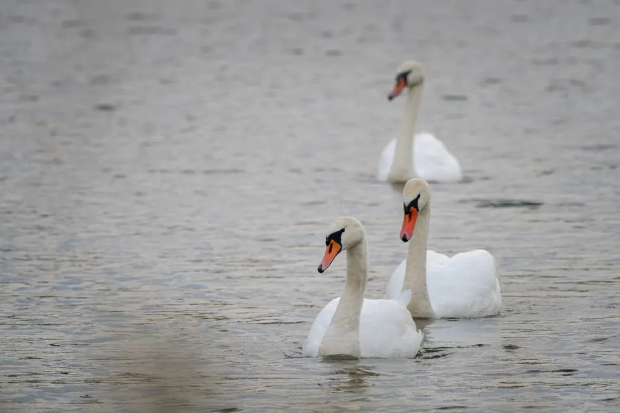 Three white swans on the water.