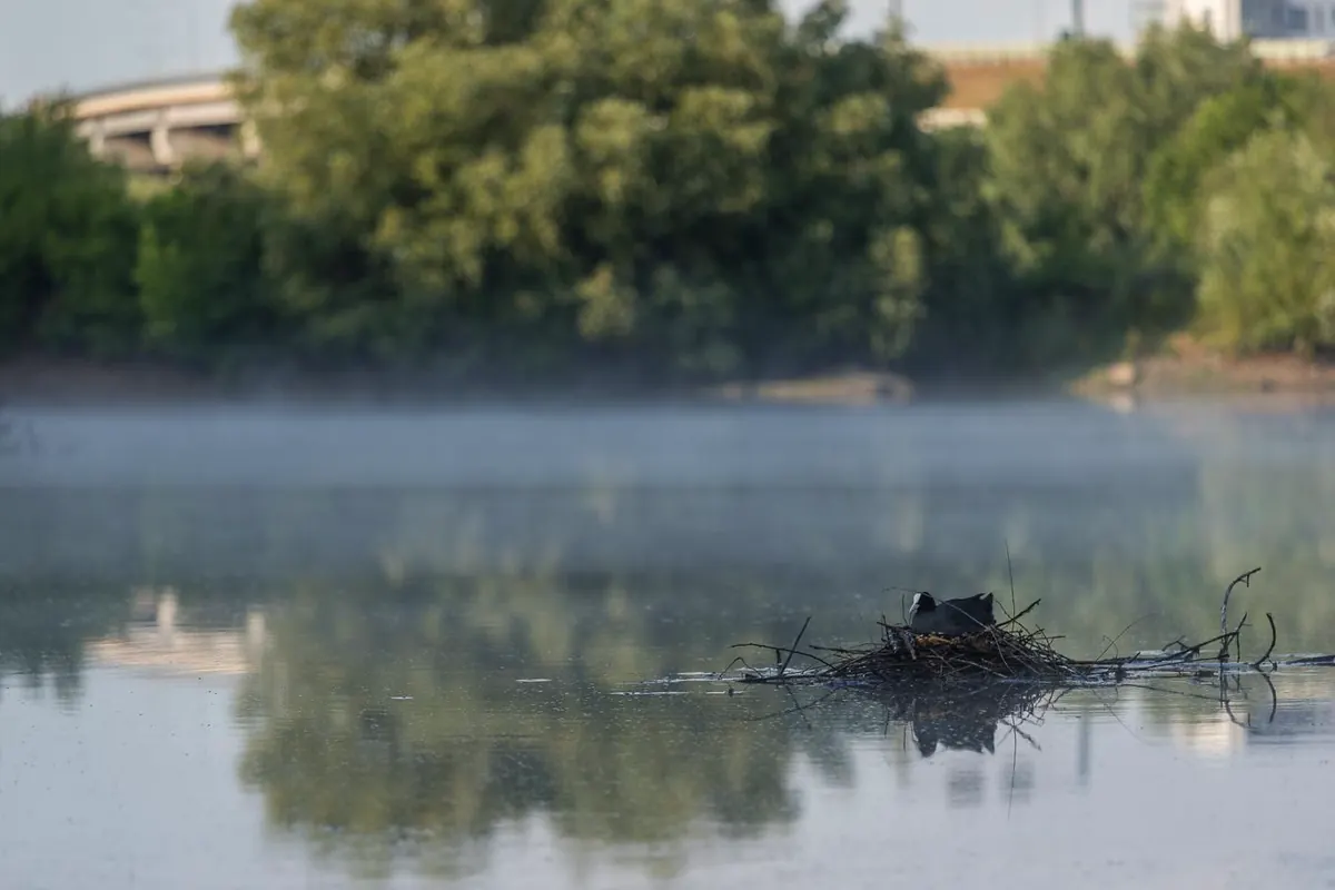 A coot on a floating nest of twigs on misty water, with trees and a bridge behind.