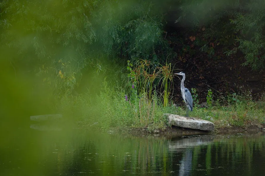 A grey heron standing on the bank among grasses, by the water.