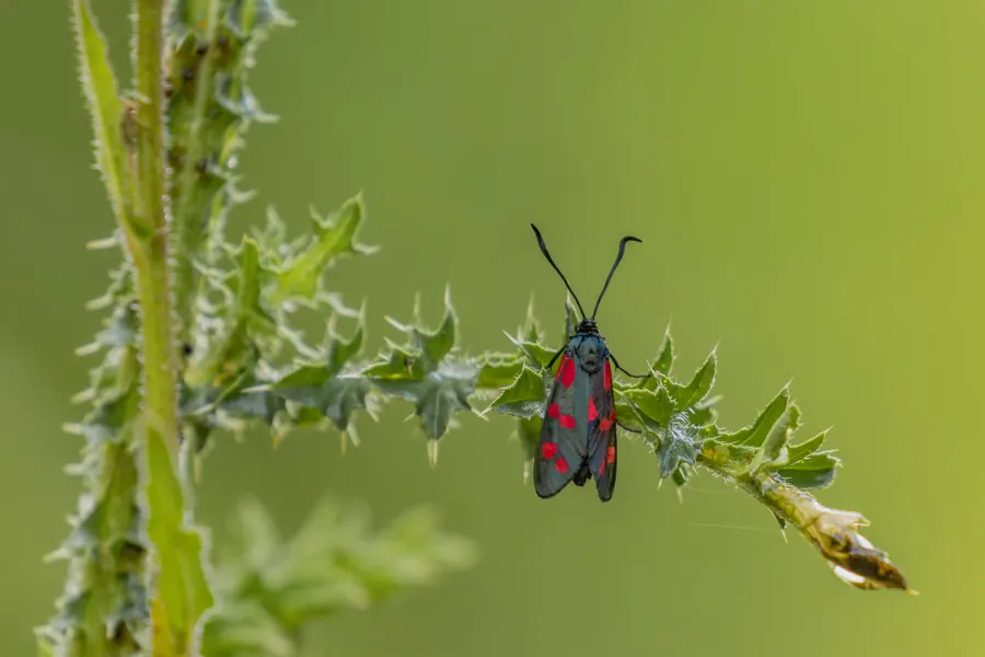 A black moth with red spots on a thistle stem, against a green background.