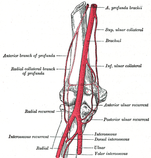 Planșă anatomică din 1918 arătând ramificația arterei brahiale în artera radială și artera ulnară, în jurul cotului