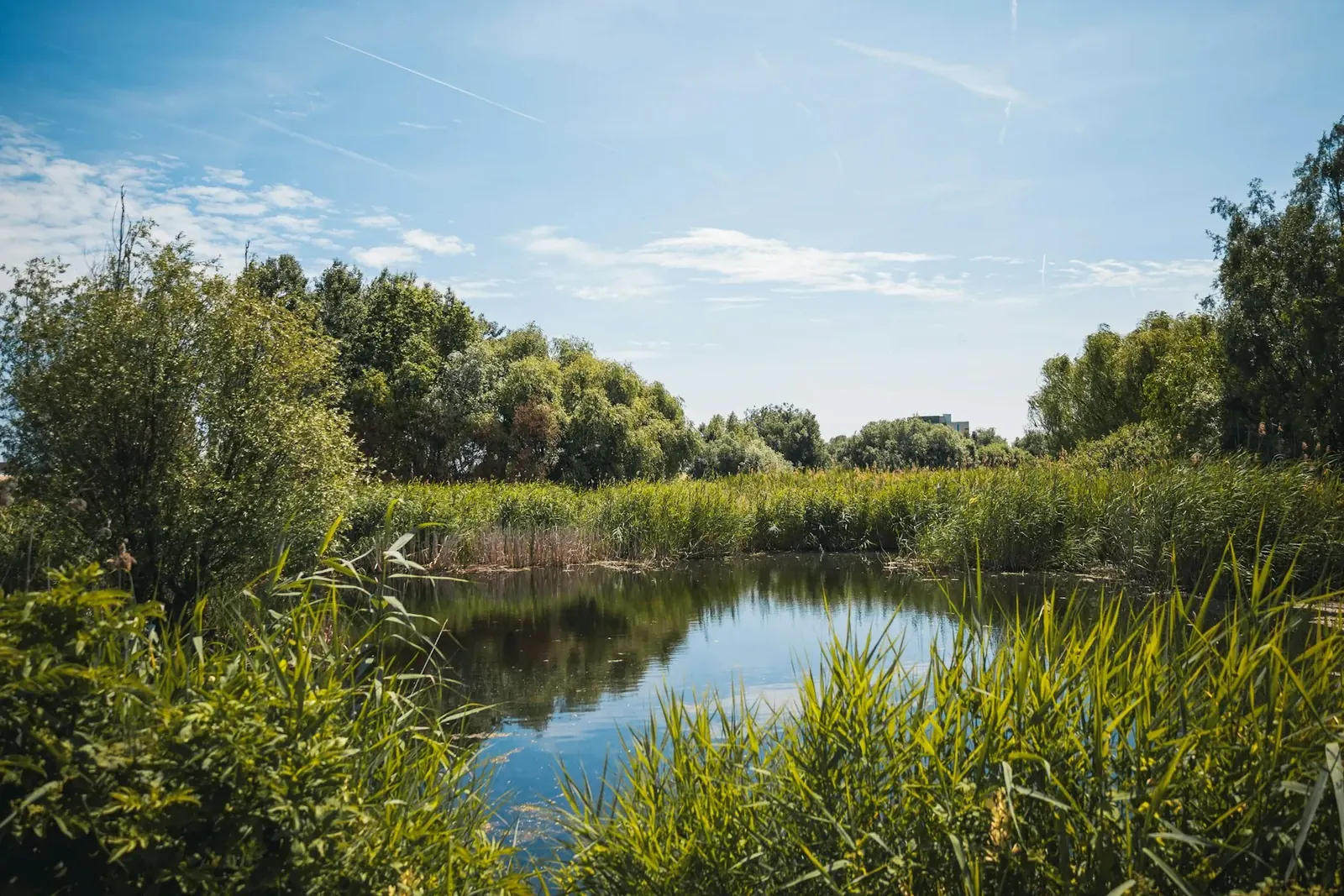 Pools and reeds, in a photograph its author tagged “Văcărești”