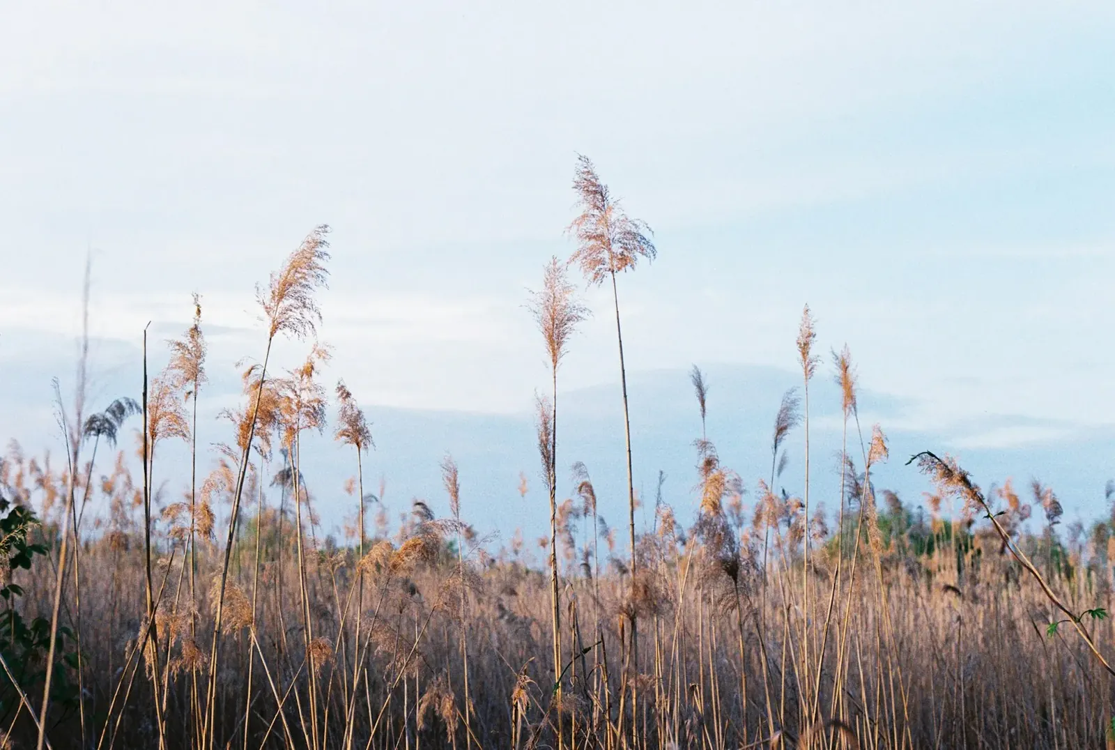 Reeds in autumn