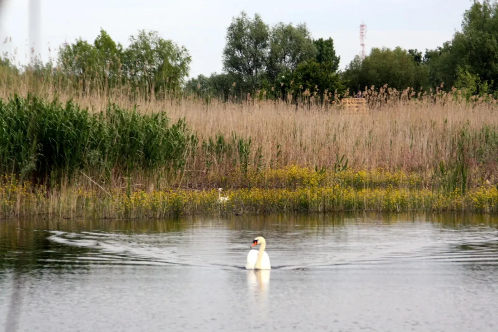 A swan in the reeds