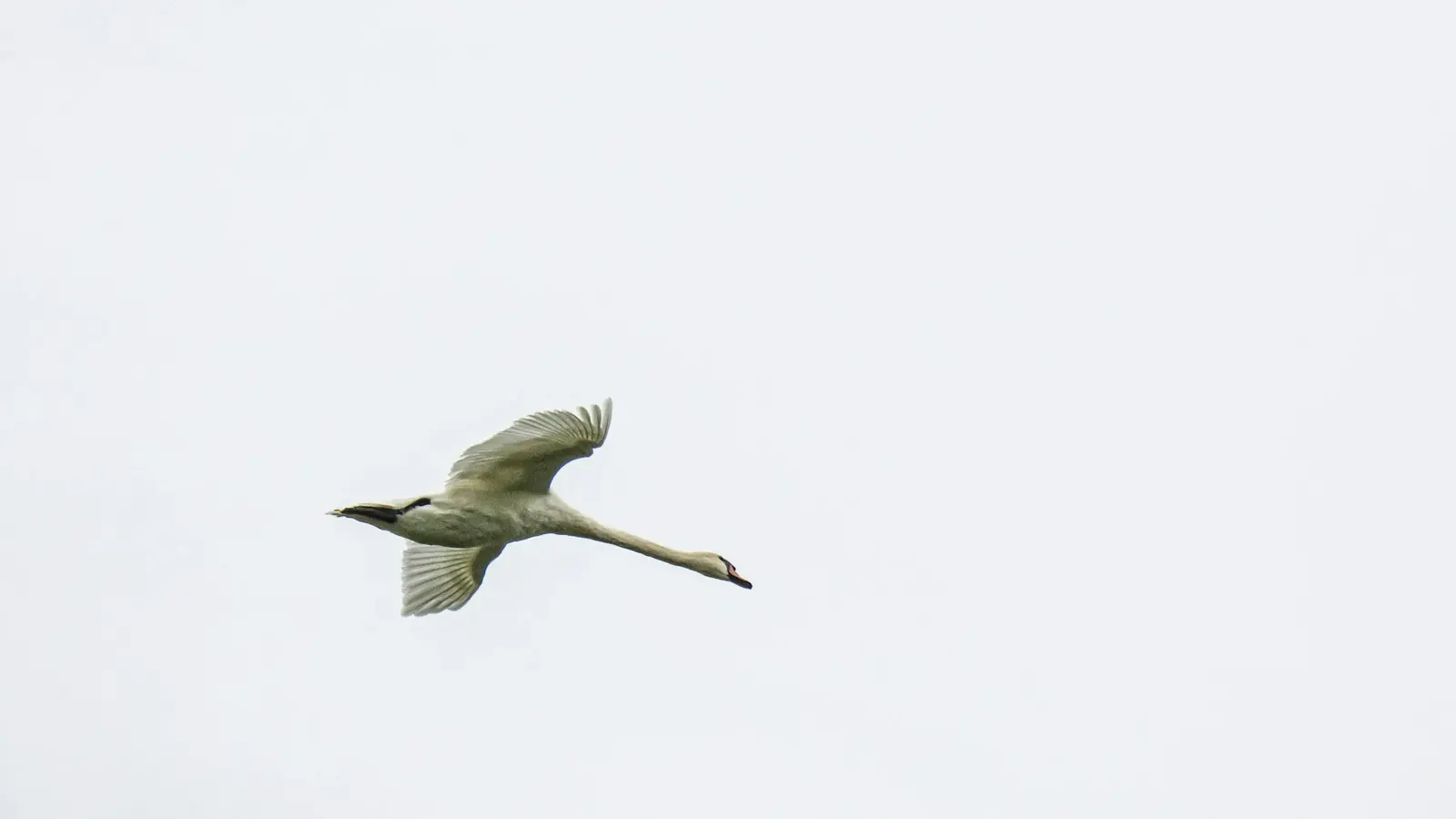 A swan in flight
