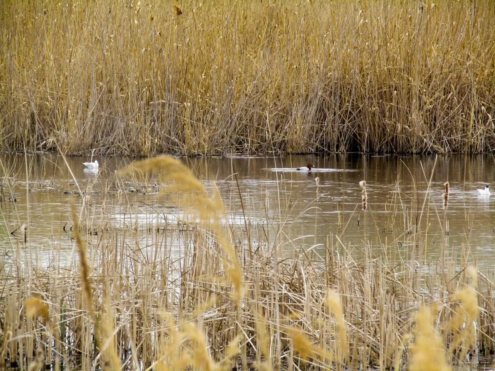 Birds on the water, among the reeds