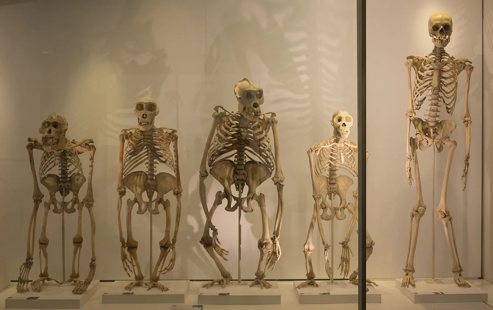 A museum case with five ape and human skeletons standing side by side.