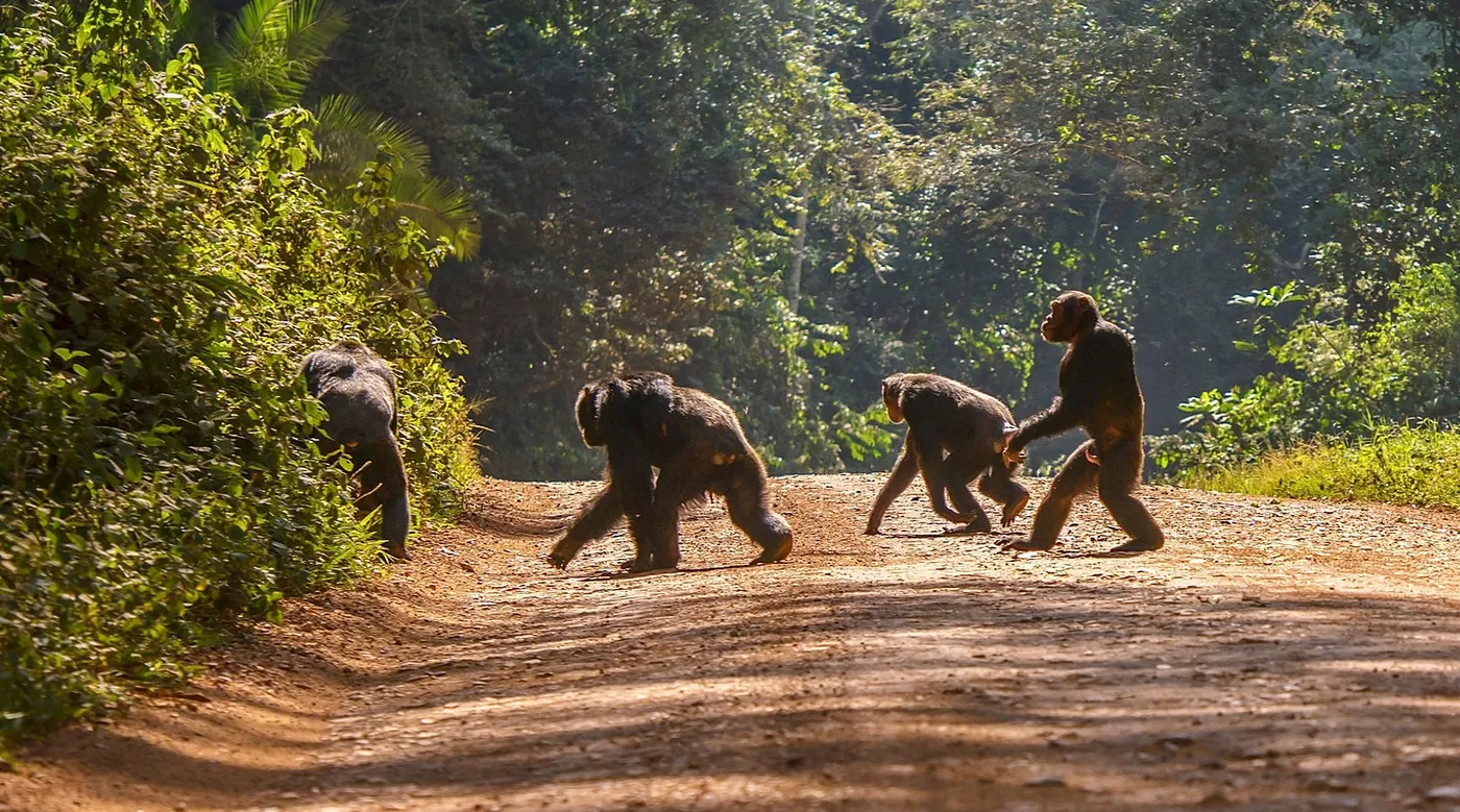 Chimpanzees on a dirt road; the one on the right walks on two legs.