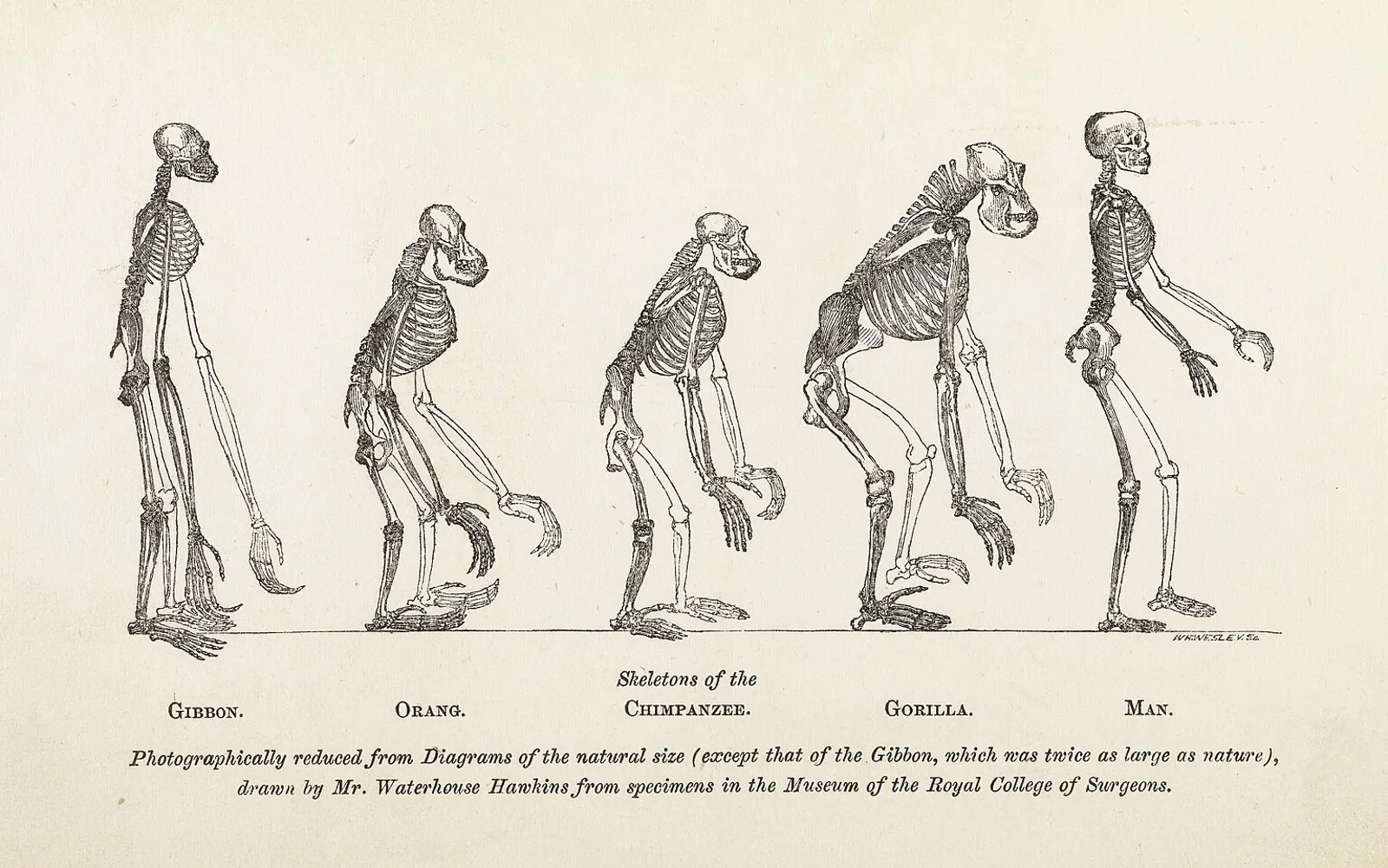Five ape and human skeletons in a row, from a book of 1863.