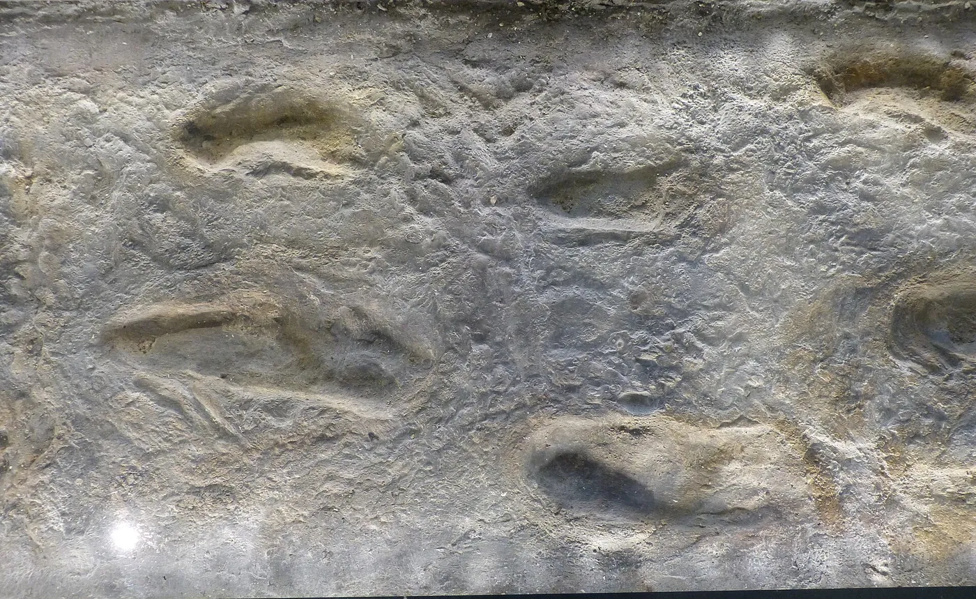 Two trails of footprints in grey ash.