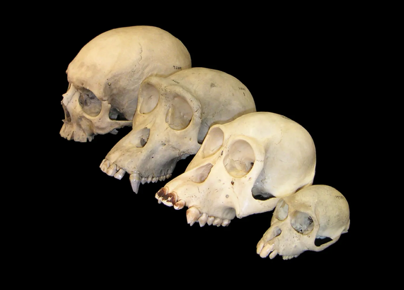 Four primate skulls in a row, from large to small.