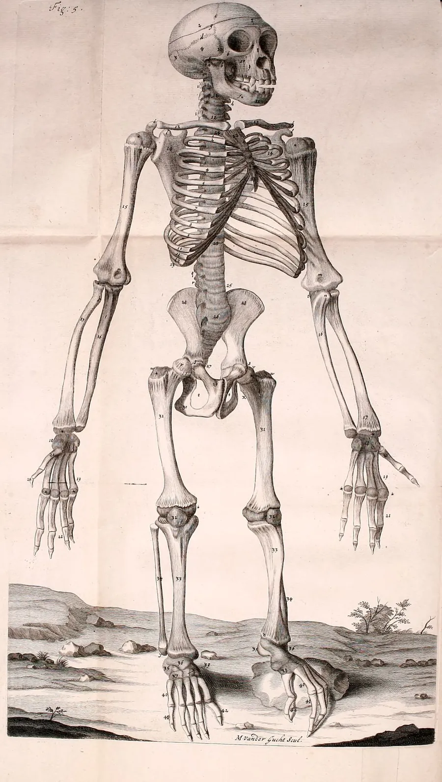 An engraved skeleton of a young chimpanzee standing upright.