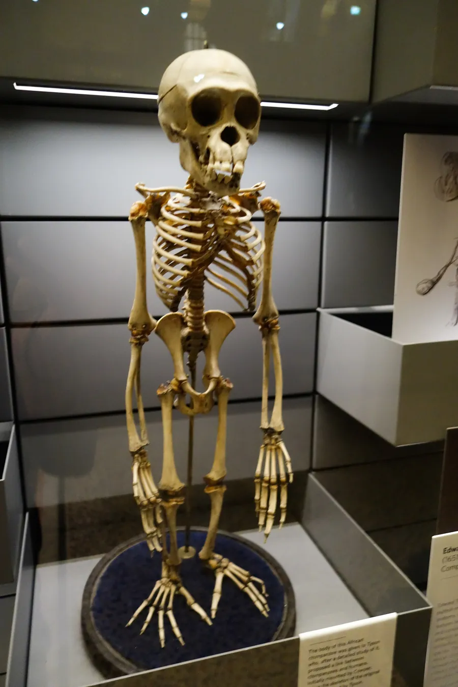 A small chimpanzee skeleton in a museum case.