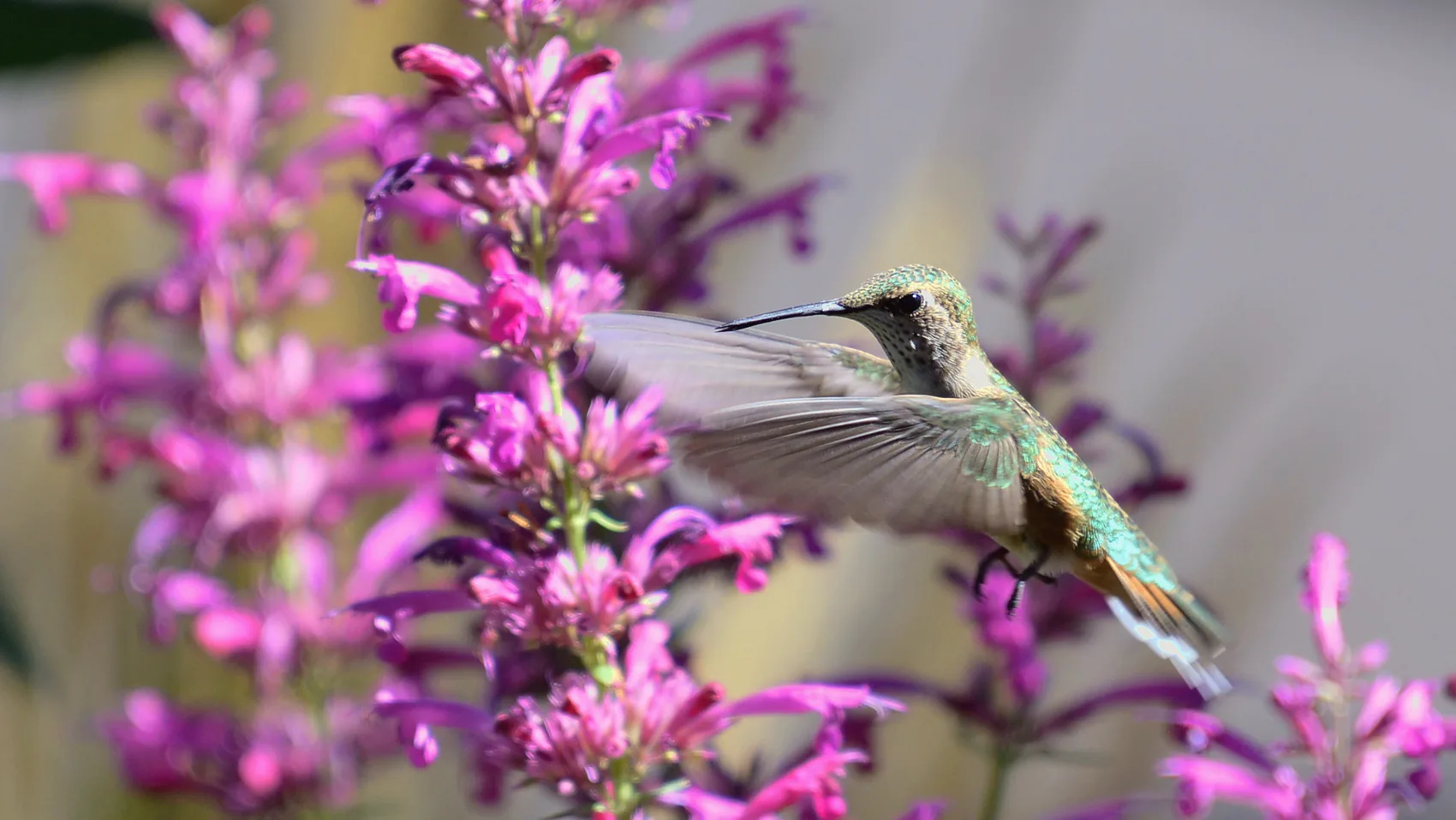 Un colibri cu coadă lată, cu pene turcoaz, zboară în fața unor flori roz.