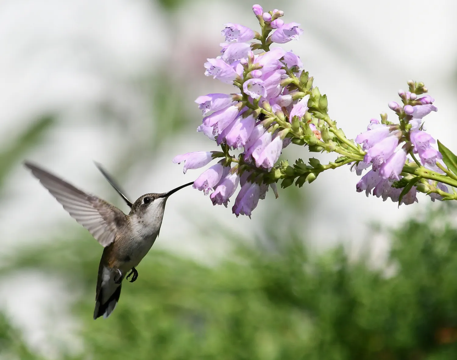 Un colibri cu gât rubiniu plutește lângă flori liliachii; aripile sunt neclare din cauza mișcării rapide.