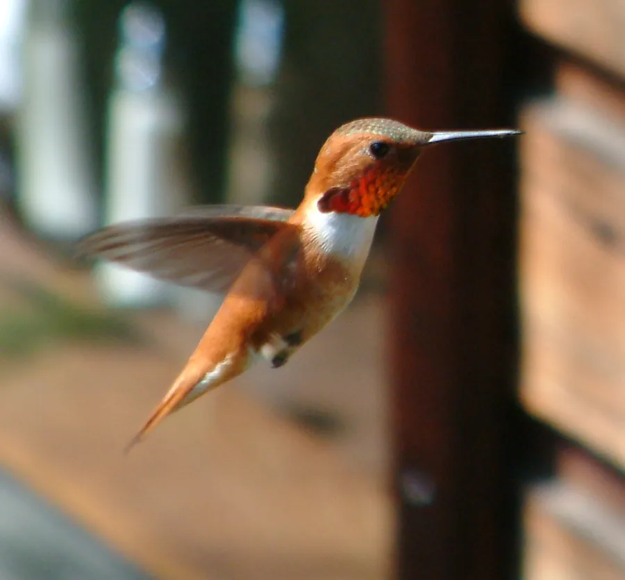 Un colibri roșcat se menține în aer, fotografiat din lateral.