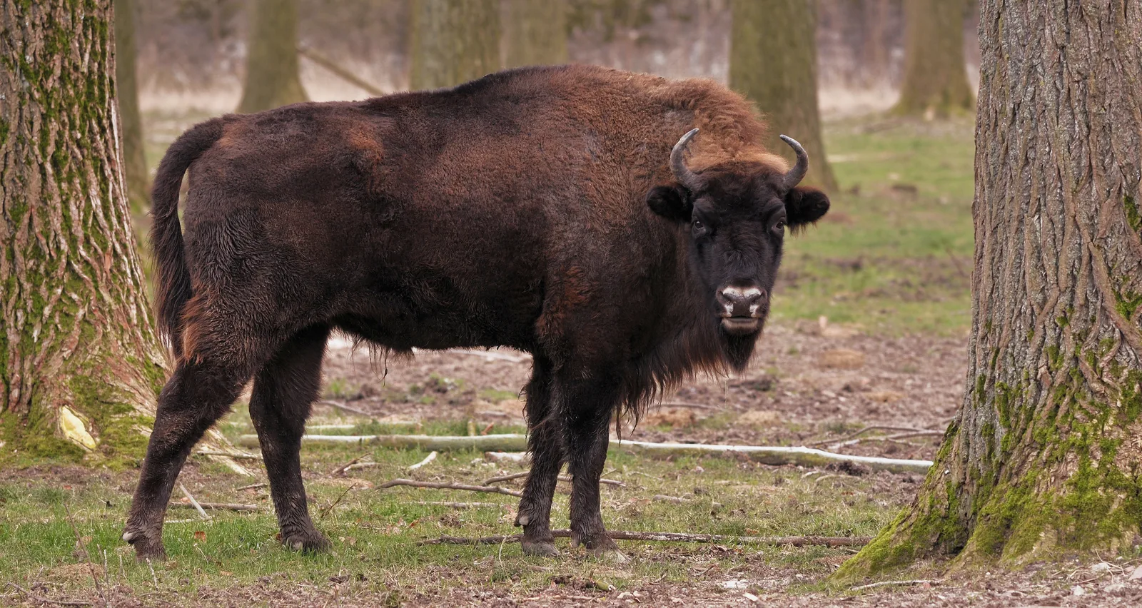 Un zimbru între copaci, într-o poiană de pădure, cu corpul din profil și capul spre privitor.