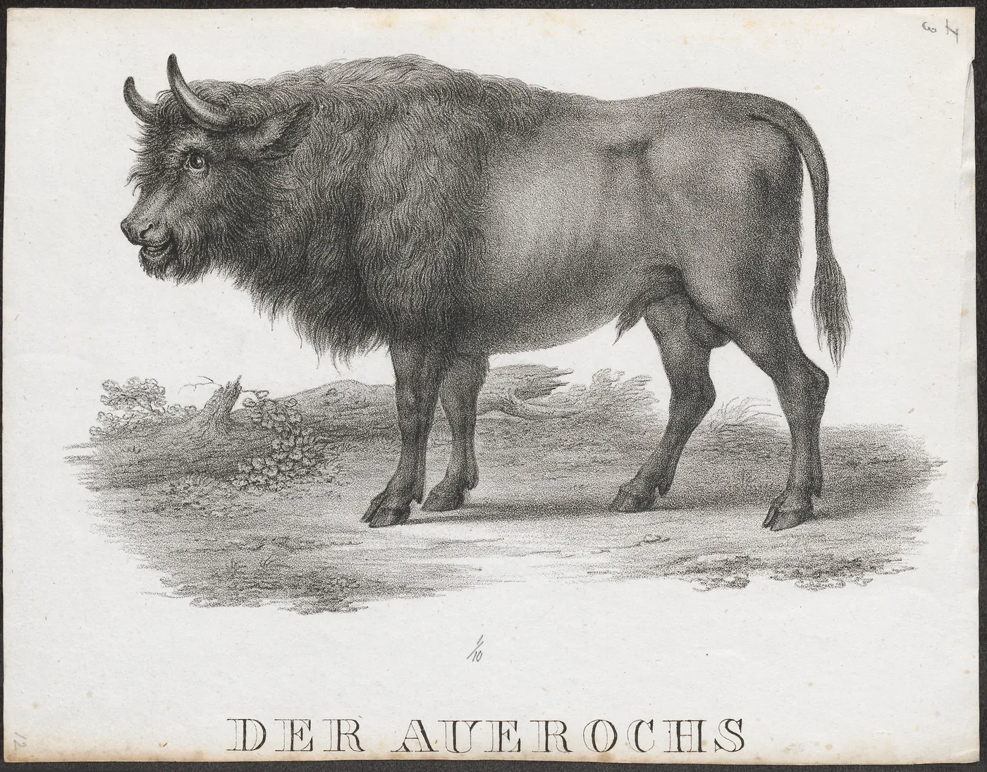 Stampă veche cu un bour (Bos primigenius): bou sălbatic cu coarne lungi, din colecția Iconographia Zoologica, Amsterdam.