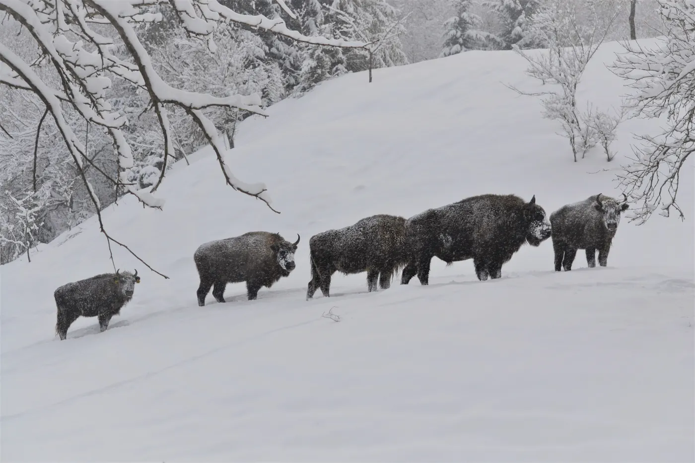 Zimbri liberi în Munții Țarcu iarna: un șir de animale masive trece prin zăpadă, printre mesteceni ninși.