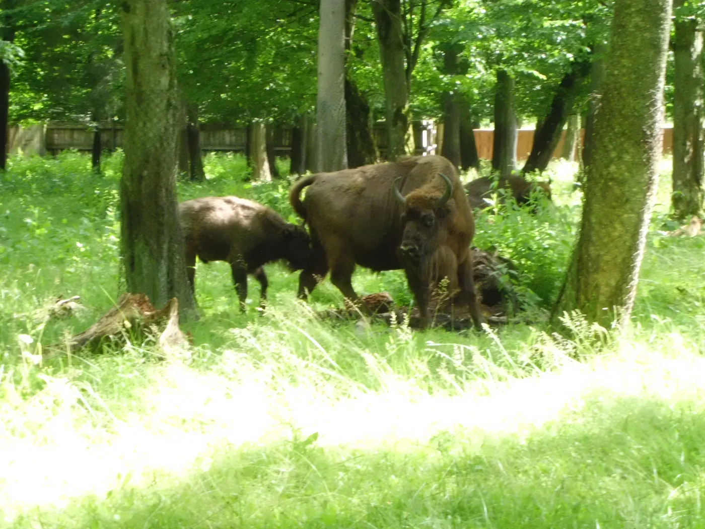 Doi zimbri pasc într-o poiană din Pădurea Białowieża, Polonia.